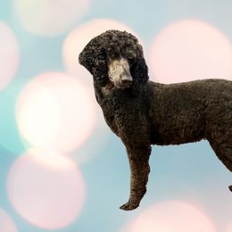 Poodles from Seaview Standard Poodles