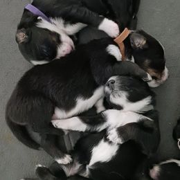 Australian Shepherds from Tranquility Trail Aussies