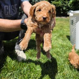 Marshmallow - Parti female Goldendoodle puppy in Layton, Utah from Lauralyn's Goldendoodles
