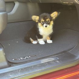 American Corgi and Pembroke Welsh Corgi Puppies from Grassy Lake Corgis