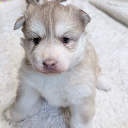 Ginger - Red and white female Siberian Husky puppy in Guffey, Colorado from Sunset Ridge
