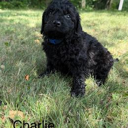 Charlie - Black male Bernedoodle puppy in Constableville, New York from Zehr’s Labradoodles & Bernedoodles
