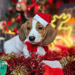 Leopold - Red male Dachshund puppy in Pocasset, Massachusetts from Dachs of the Bay