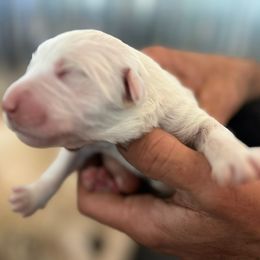 Girl 1 - White female Great Pyrenees puppy in Elfrida, Arizona from Outlaw Acres Kennels