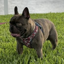 Louie - French Bulldog
