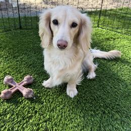 Honey - Dachshund