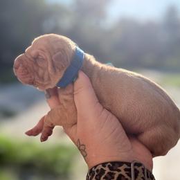 Ernie - Fawn male Chinese Shar-Pei puppy in Lehigh Acres, Florida from Florida Wrinkles
