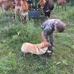 Pembroke Welsh Corgi and Poodle Puppies from Blue Diamond Kennel