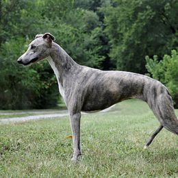 Storm - Whippet