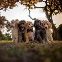 Poodle Puppies from Majestic Poodles
