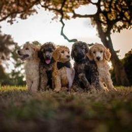 Poodle Puppies from Majestic Poodles