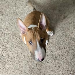 Bull Terrier Puppies from Lynn Hill Bull Terriers
