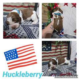 Boy 5 HUCKLEBERRY - Red and white male English Springer Spaniel puppy in Saginaw, Michigan from Kemerer Springers