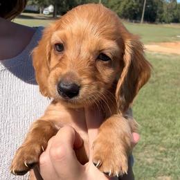 Tarzan - Red male Dachshund puppy in Nacogdoches, Texas from Heavenly Dachshunds