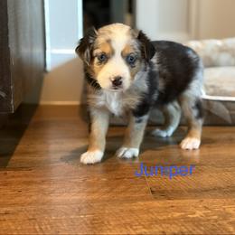 Juniper - Blue merle female Miniature Australian Shepherd puppy in Austin, Texas from Dripping Springs Mini Aussies