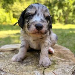 Mojito - Blue merle male Aussiedoodle puppy in Mulino, Oregon from Korbella Farm