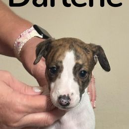 Darlene - Red brindle female Whippet puppy in Brooksville, Florida from Phasion Whippets Kimberly & Paul Norton Sr.