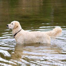 Luna - Golden Retriever