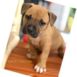 Male B - Red male American Pit Bull Terrier puppy in Pensacola, Florida from Alpha Alliance Kennels
