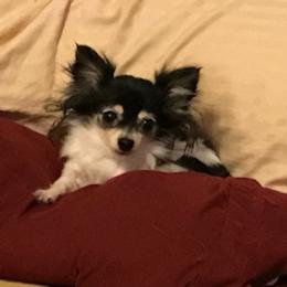 Chihuahuas from Reed’s Chihuahuas