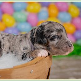 Aubie - Merle female Cockapoo puppy in Connersville, Indiana from Deaz Doodle Ranch