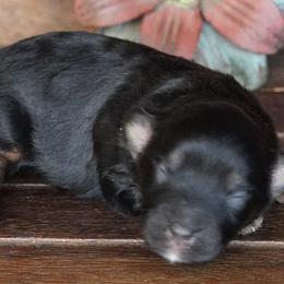 Kenzie Black and Tan - Black tri-color female Aussiedoodle puppy in Lawton, Oklahoma from Lindsey’s Aussies