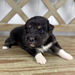 Boy 7 - Black tri-color male Australian Shepherd puppy in Volant, Pennsylvania from Addie's Aussies