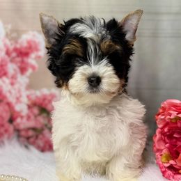 Biewer Terrier and Yorkshire Terrier Puppies from South Georgia Yorkies and Biewers