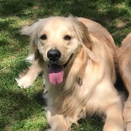 Golden Retrievers from Rocking O Alpacas and Golden Retrievers
