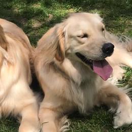 Golden Retrievers from Rocking O Alpacas and Golden Retrievers