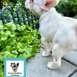 French Bulldog Puppies from The French Bulldog Company LLC