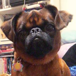 Wylie - Brussels Griffon