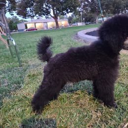 Poodle Puppies from BrioPanache Poodles