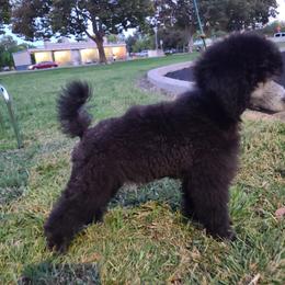 Poodle Puppies from BrioPanache Poodles