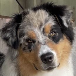 Australian Shepherd puppies from Cowboy Aussies