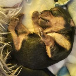 Yorkshire Terrier Puppies from Sonshine Yorkies
