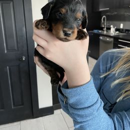 Aussiedoodle Puppies from Red Bud Beautiful Doodles