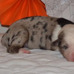 Australian Shepherd and Golden Retriever Puppies from Edge Farm LLC
