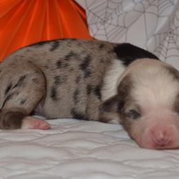 Australian Shepherd and Golden Retriever Puppies from Edge Farm LLC