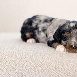 Auto - Merle male Cockapoo puppy in Santa Barbara, California from K+C Doodles