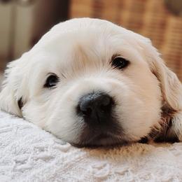 Golden Retriever Puppies from Indy's God Given Goldens
