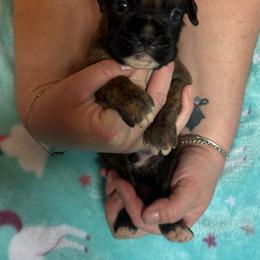 Gunner - Brindle male Boxer puppy in Coal Valley, Illinois from Charron Boxers