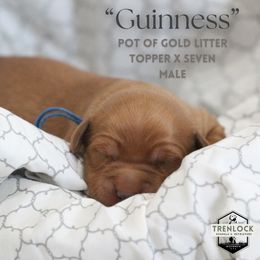 Guinnes - Dark golden Golden Retriever puppy in Fond Du Lac, Wisconsin from Trenlock Kennels & Retrievers