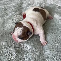 Boy 1 - Fawn male French Bulldog puppy in Galt, California from The three little frenchies