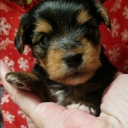 Star - Black and gold female Yorkshire Terrier puppy in Hot Springs, Arkansas from Kimberly's Lovable Littles