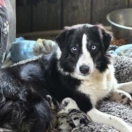 Halo - Australian Shepherd