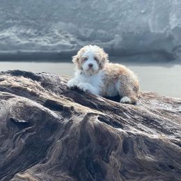 Aussiedoodle Puppies from House Merrills Minis and Doodles
