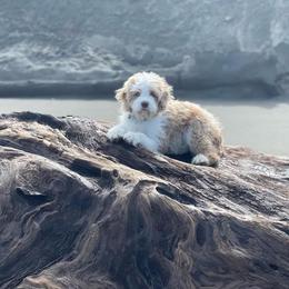 Aussiedoodle Puppies from House Merrills Minis and Doodles