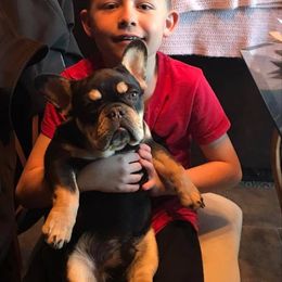 French Bulldog Puppies from Golden Oak Gypsy