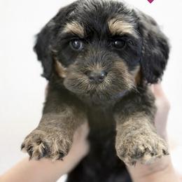 Pink girl - Tri-color female Australian Labradoodle puppy in Anderson, California from Shaggy Doodles
